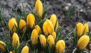 Projekt Crocus